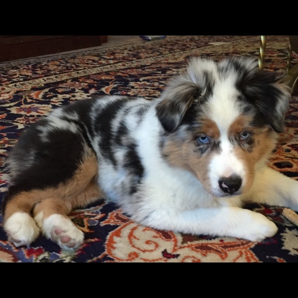 Meet your Posher, Mari - Picture 1 of 1